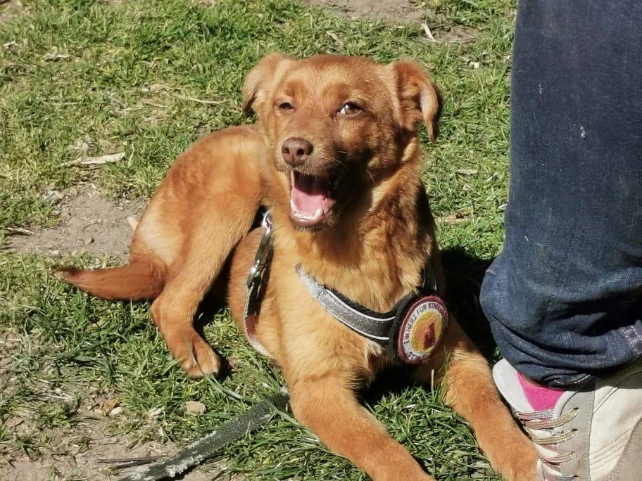 Nael, male puppy Mixed Breed for adoption at Ein Herz für Streuner e.V., München