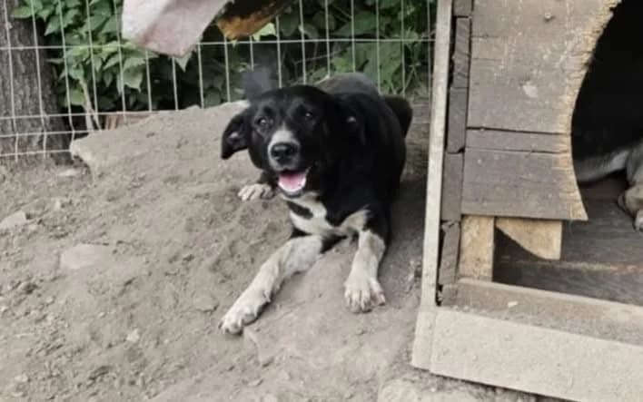 Nahla, weiß female 5yo Mixed Breed for adoption at Ein Herz für Streuner e.V., München