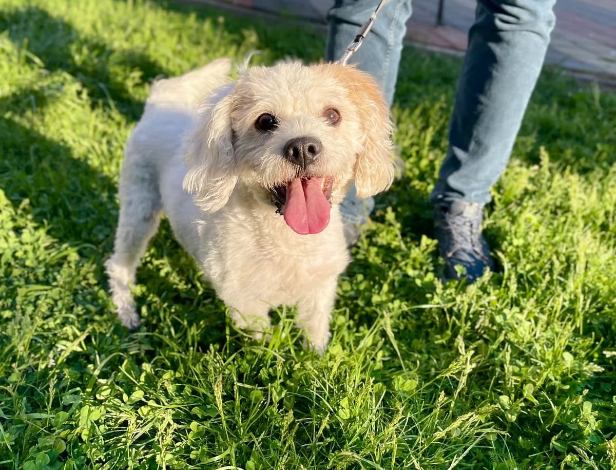 Naila, Mixed Breed for adoption at Ein Herz für Streuner e.V., München
