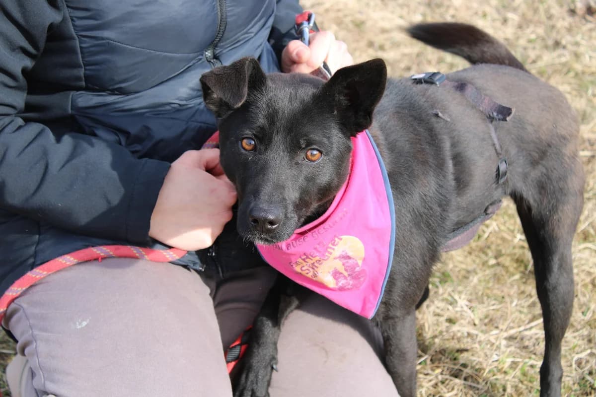 Naira, female 5yo Mixed Breed for adoption at Ein Herz für Streuner e.V., München