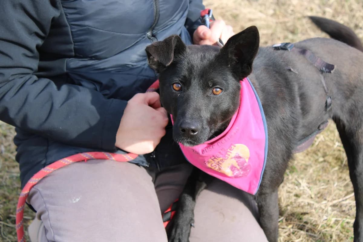 Naira, female 5yo Mixed Breed for adoption at Ein Herz für Streuner e.V., München