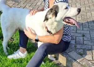 Naira, female 6yo Mixed Breed for adoption at Ein Herz für Streuner e.V., München