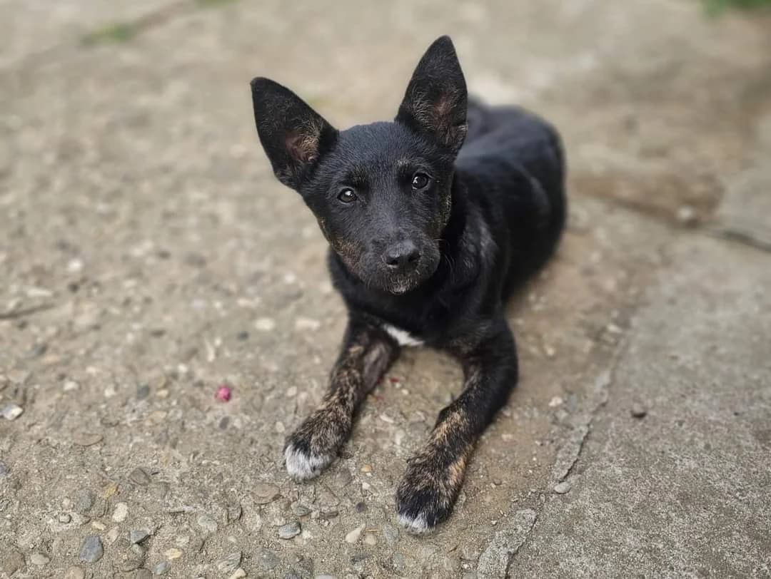 Nakimo, female puppy Mixed Breed for adoption at Ein Herz für Streuner e.V., München