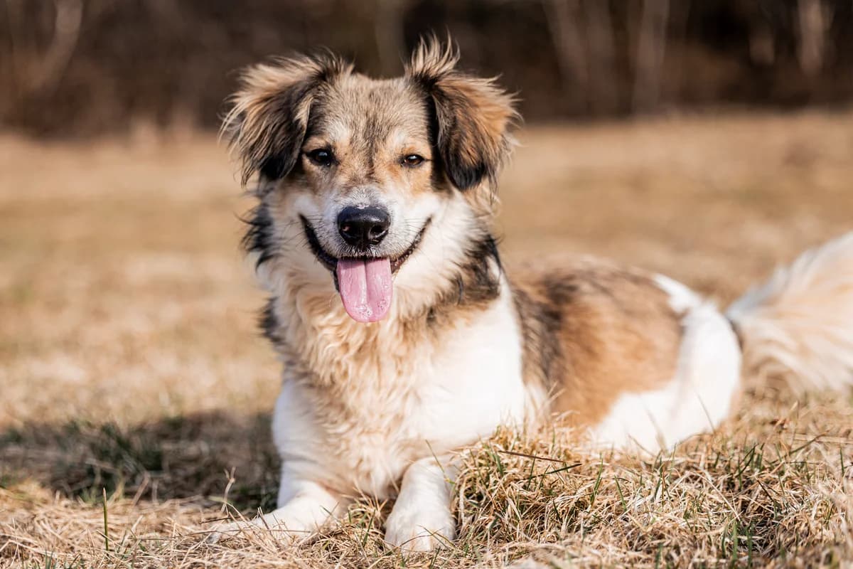 Nakup, braun male young Mixed Breed for adoption at Ein Herz für Streuner e.V., München
