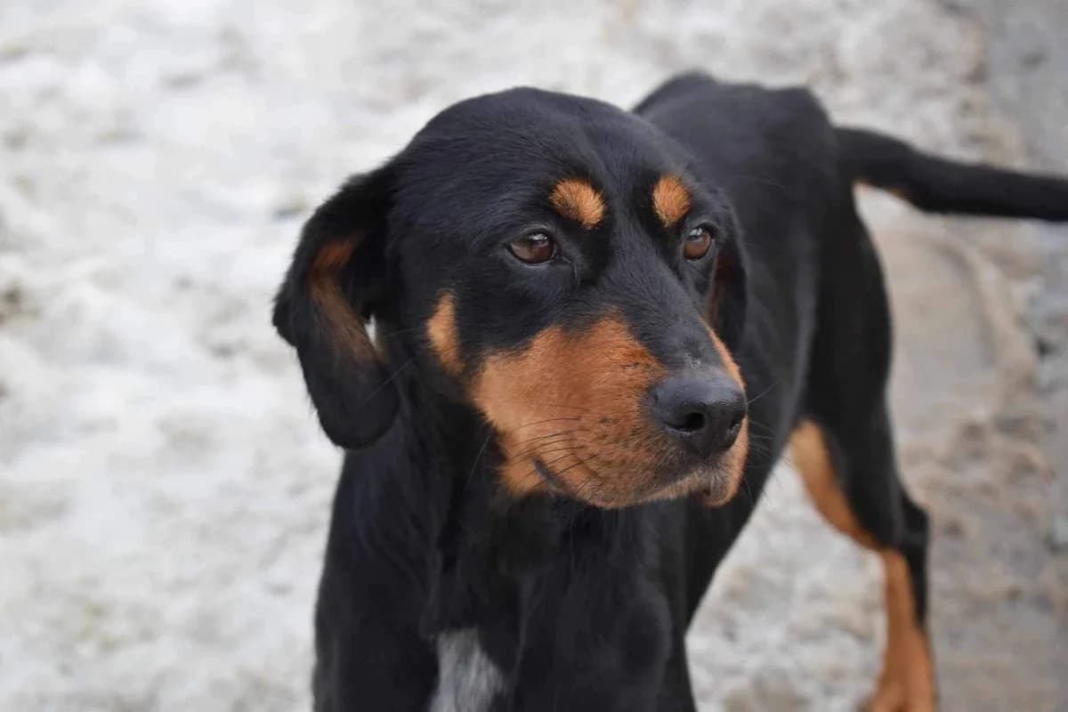 Nala, female 5yo Mixed Breed for adoption at Ein Herz für Streuner e.V., München