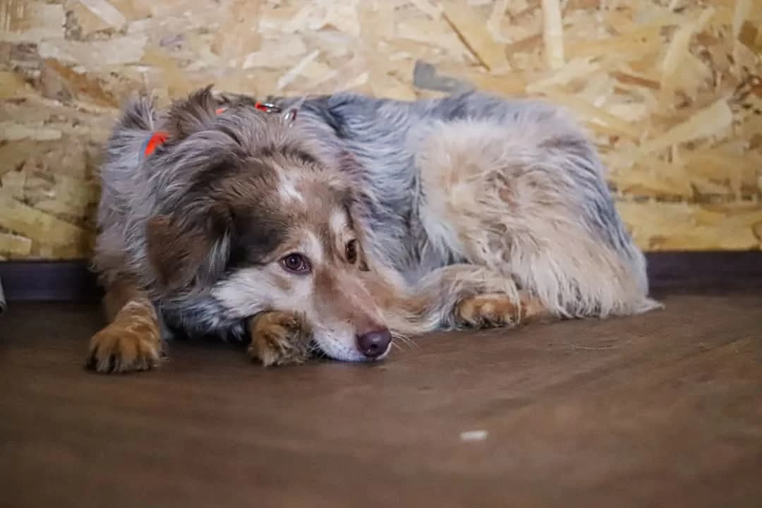 Nala, female 3yo Mixed Breed for adoption at Ein Herz für Streuner e.V., München