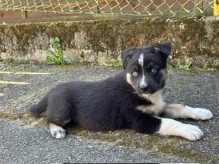 Nala, tricolor female young Mixed Breed for adoption at Ein Herz für Streuner e.V., München