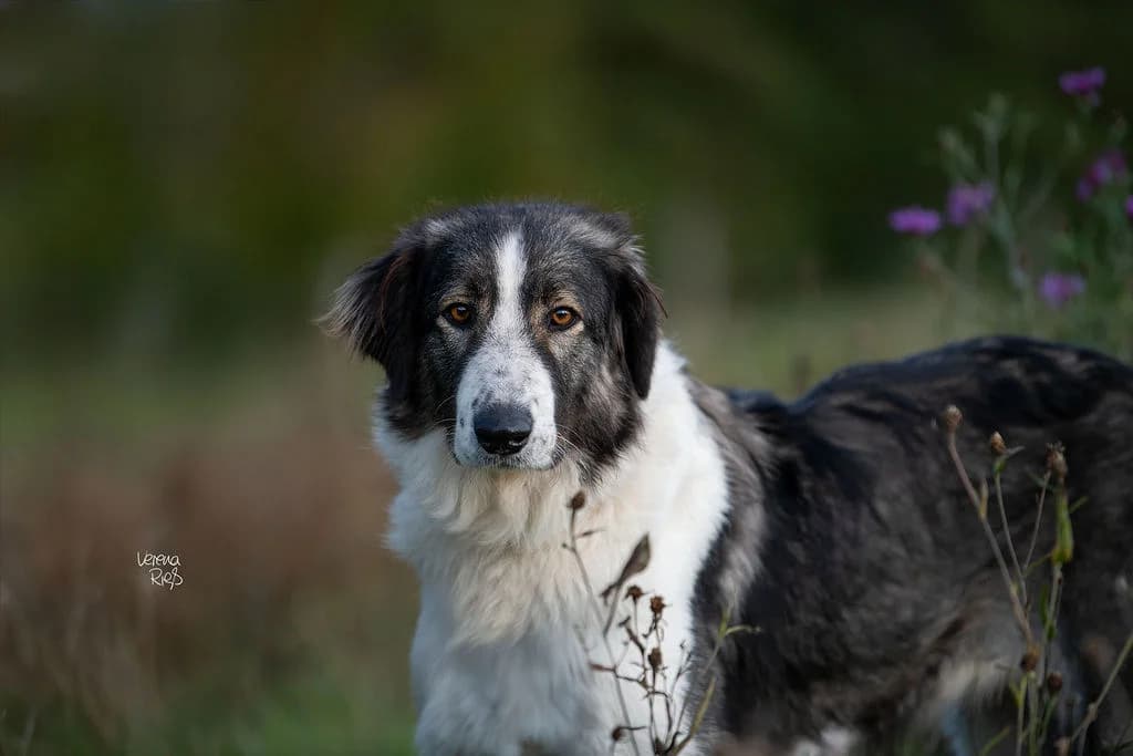 Nala, female 4yo Mixed Breed for adoption at Ein Herz für Streuner e.V., München
