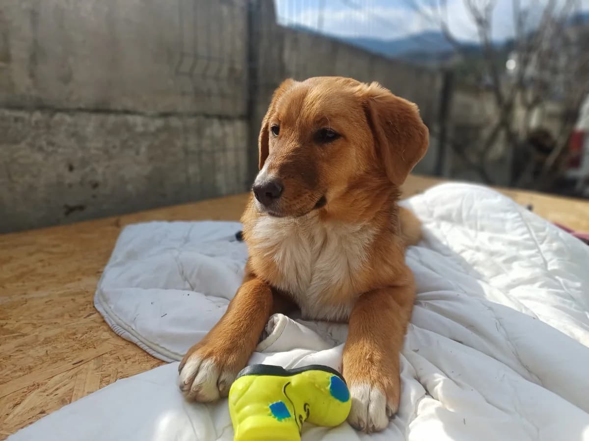 Nala, rot female puppy Mixed Breed for adoption at Ein Herz für Streuner e.V., München