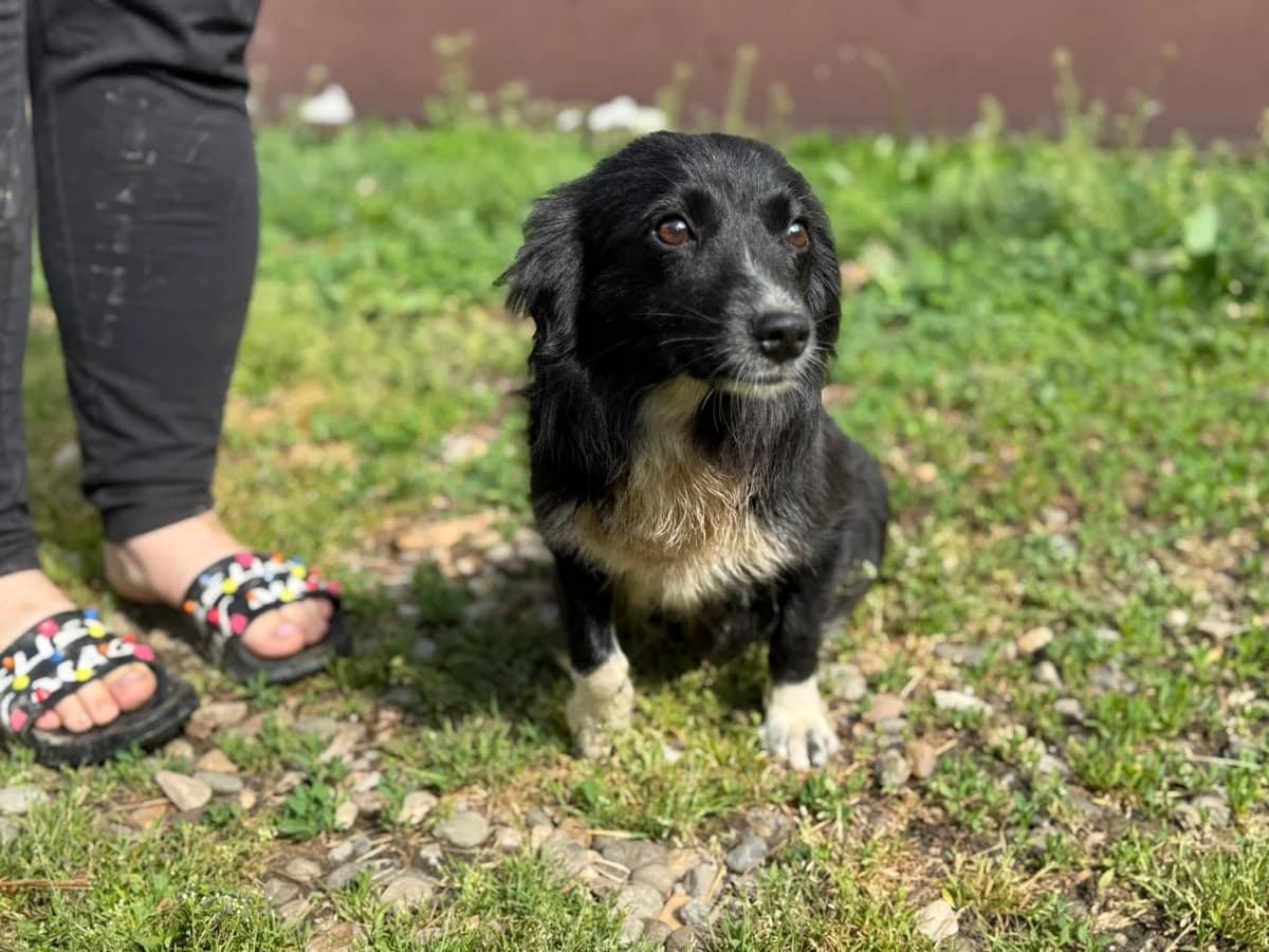 Nala, female young Mixed Breed for adoption at Ein Herz für Streuner e.V., München