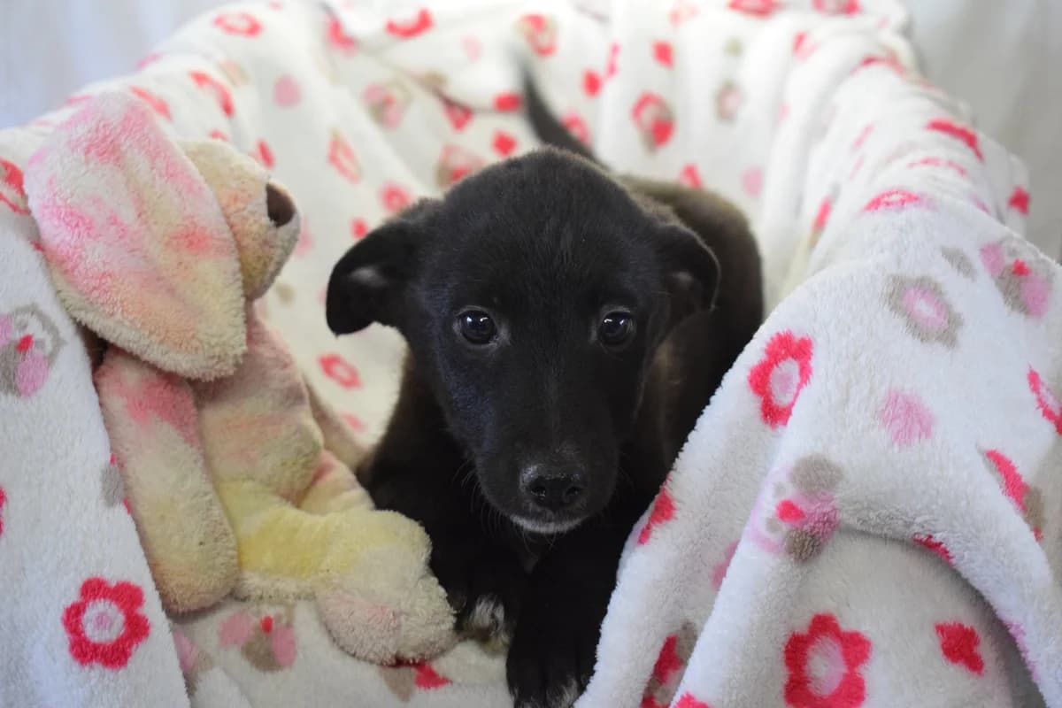 Nalani, weiß female puppy Mixed Breed for adoption at Ein Herz für Streuner e.V., München