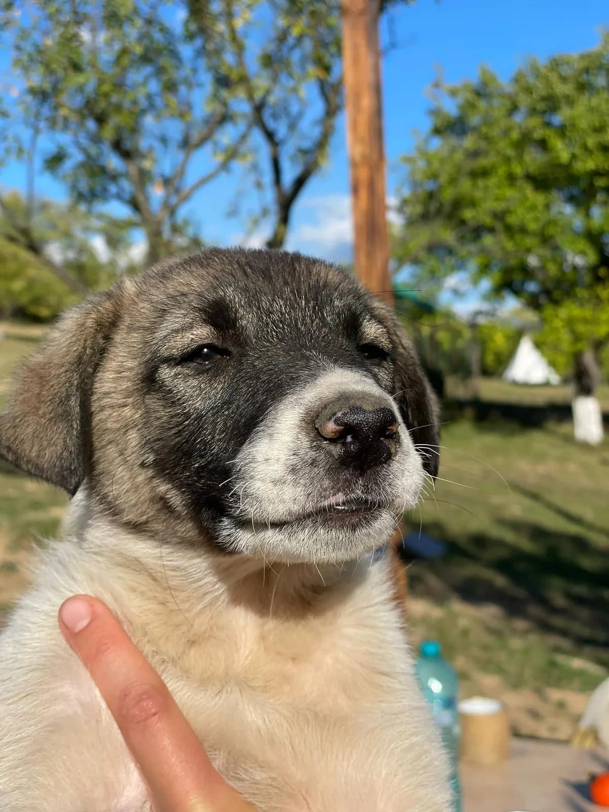 Nalani, female puppy Mixed Breed for adoption at Ein Herz für Streuner e.V., München