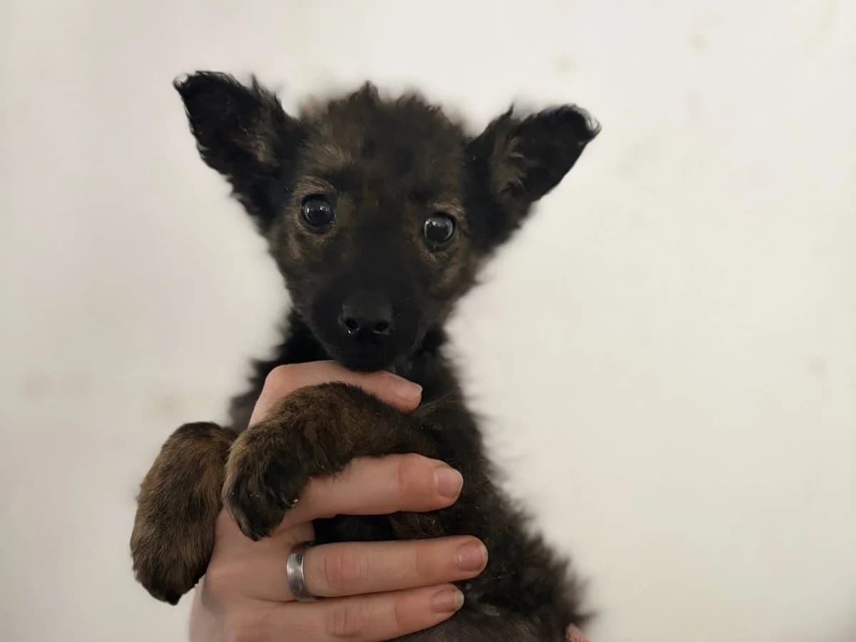 Nalia, schwarz female puppy Mixed Breed for adoption at Ein Herz für Streuner e.V., München