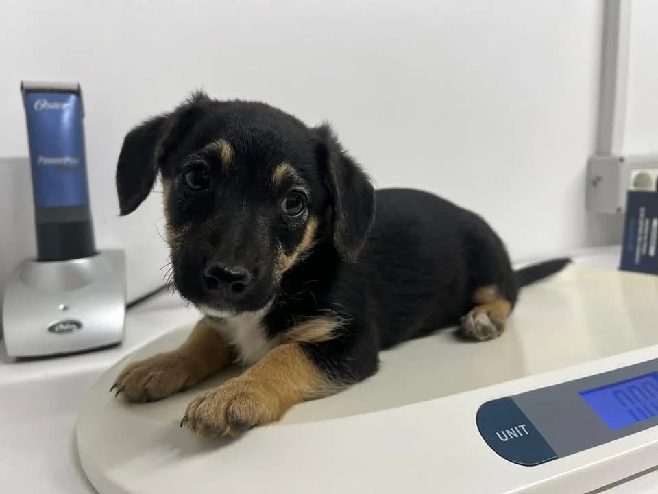 Nalia, female puppy Mixed Breed for adoption at Ein Herz für Streuner e.V., München