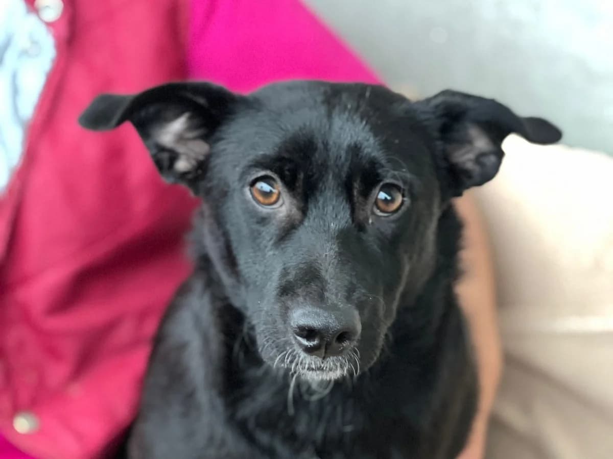 Nalie, female puppy Mixed Breed for adoption at Ein Herz für Streuner e.V., München