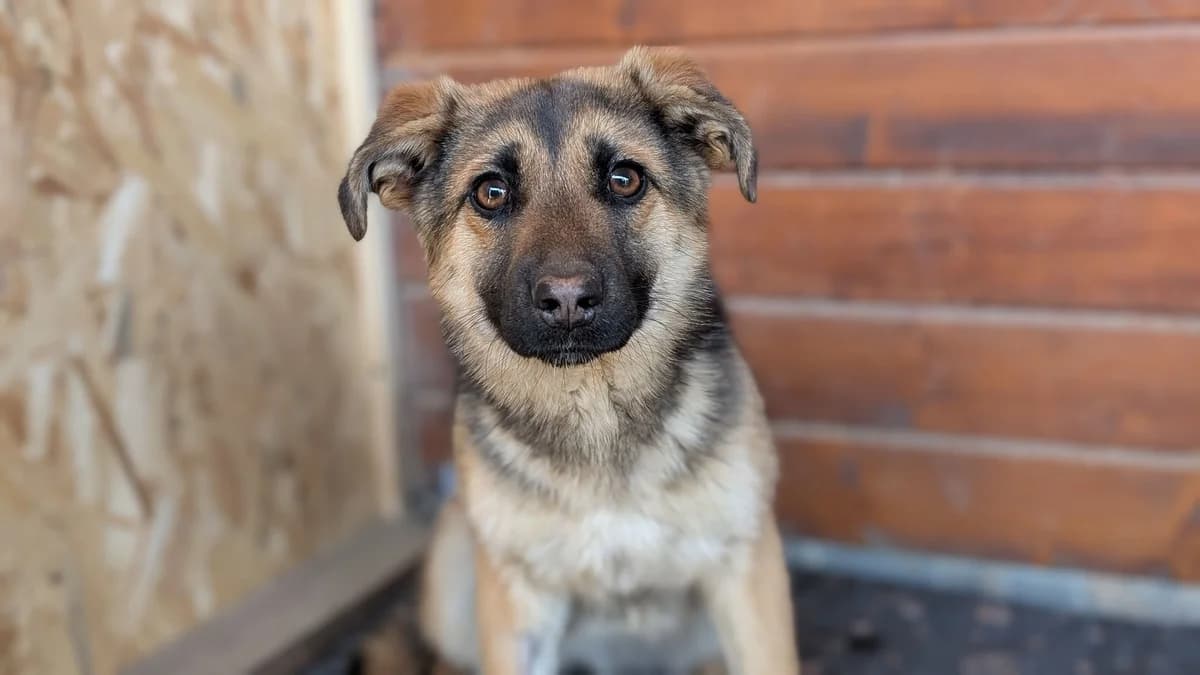 Nami, female puppy Mixed Breed for adoption at Ein Herz für Streuner e.V., München