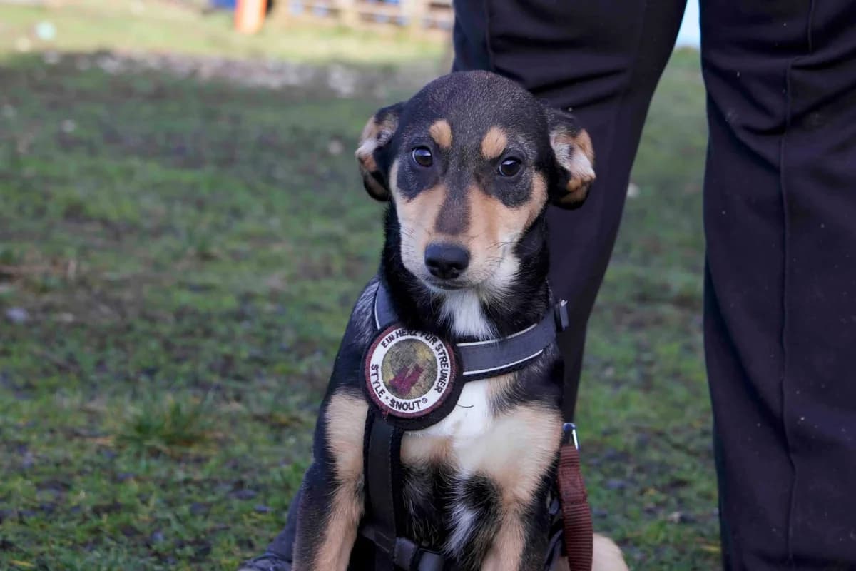 Nami, sand female puppy Mixed Breed for adoption at Ein Herz für Streuner e.V., München