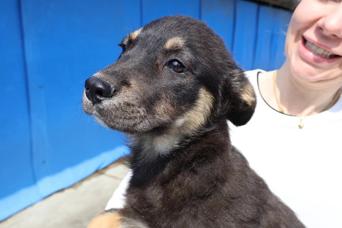 Nami, female puppy Mixed Breed for adoption at Ein Herz für Streuner e.V., München