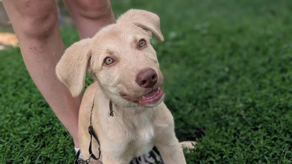 Nami, female puppy Mixed Breed for adoption at Ein Herz für Streuner e.V., München