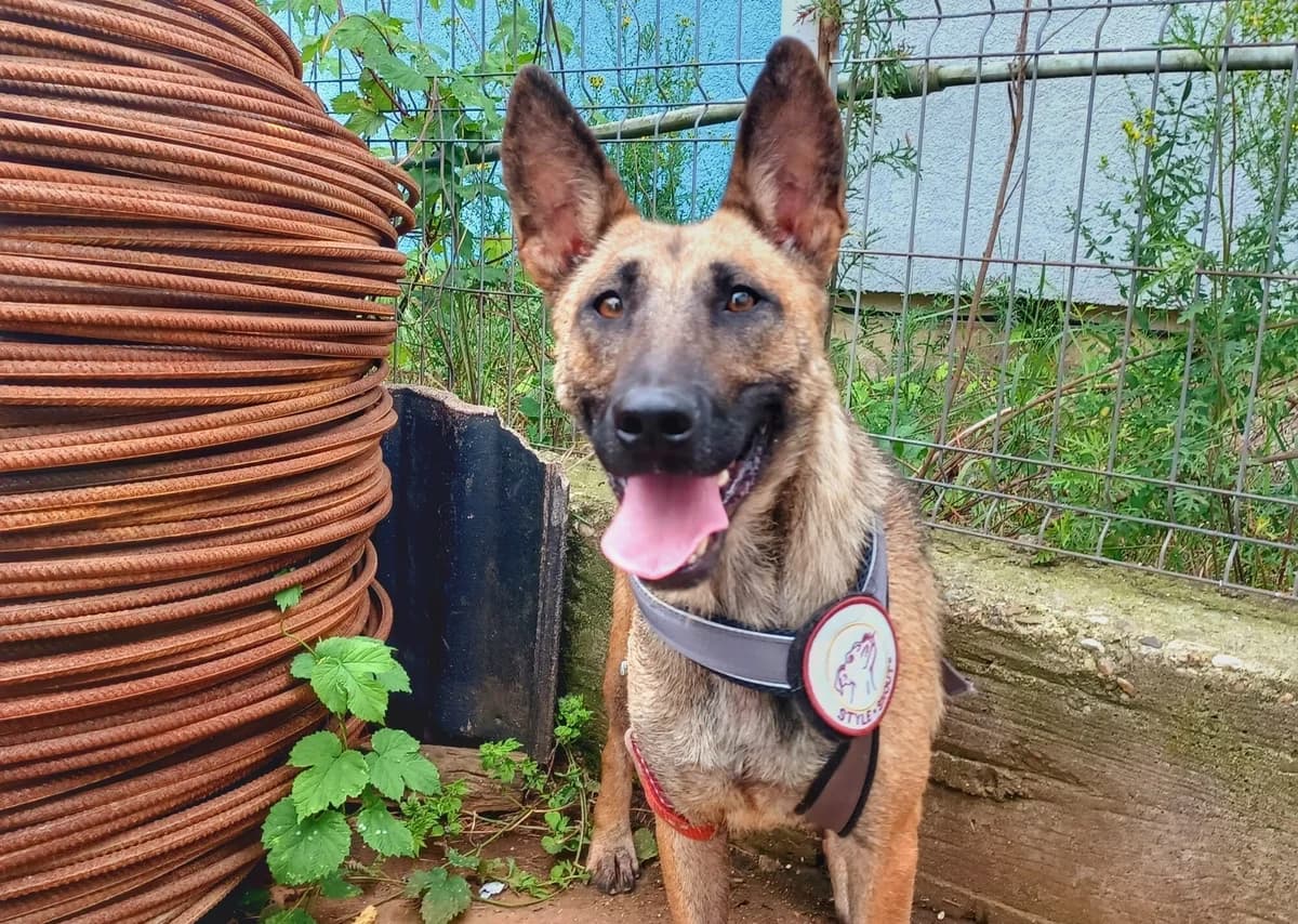 Namur, female 5yo Mixed Breed for adoption at Ein Herz für Streuner e.V., München