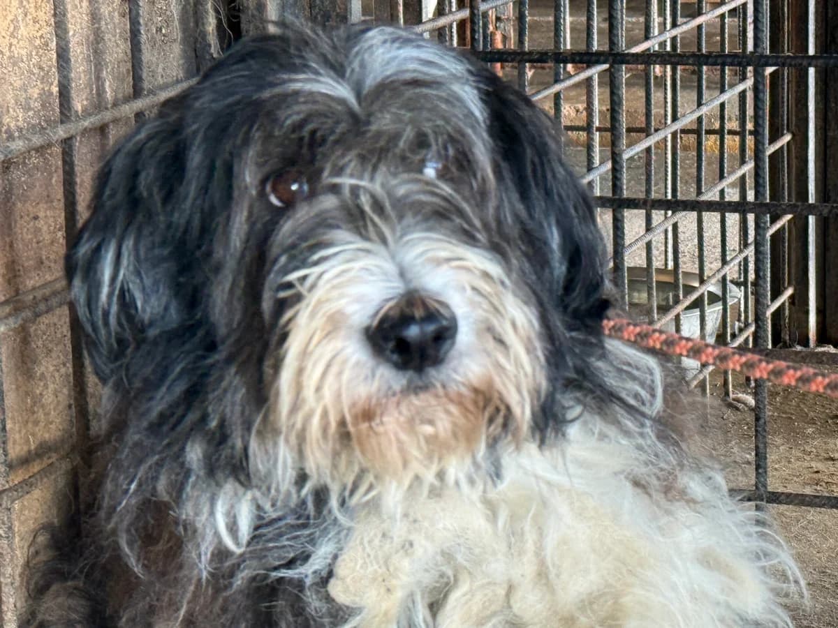 Nanami, grau female 3yo Mixed Breed for adoption at Ein Herz für Streuner e.V., München