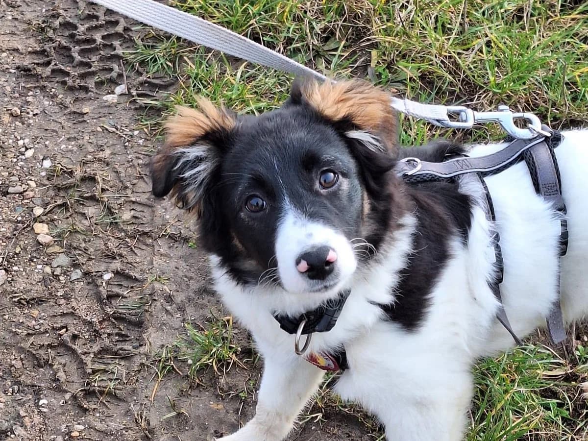 Nancy, schwarz female puppy Mixed Breed for adoption at Ein Herz für Streuner e.V., München