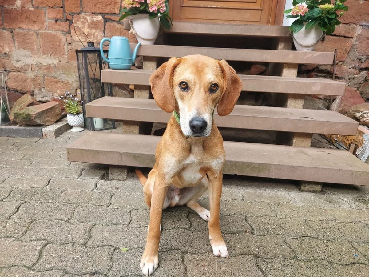 Nando, male 5yo Mixed Breed for adoption at Ein Herz für Streuner e.V., München