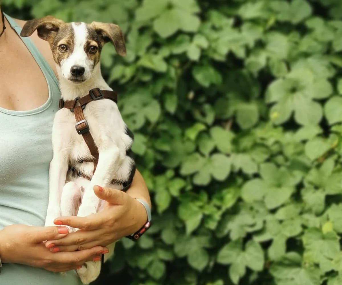 Nanee, female puppy Mixed Breed for adoption at Ein Herz für Streuner e.V., München