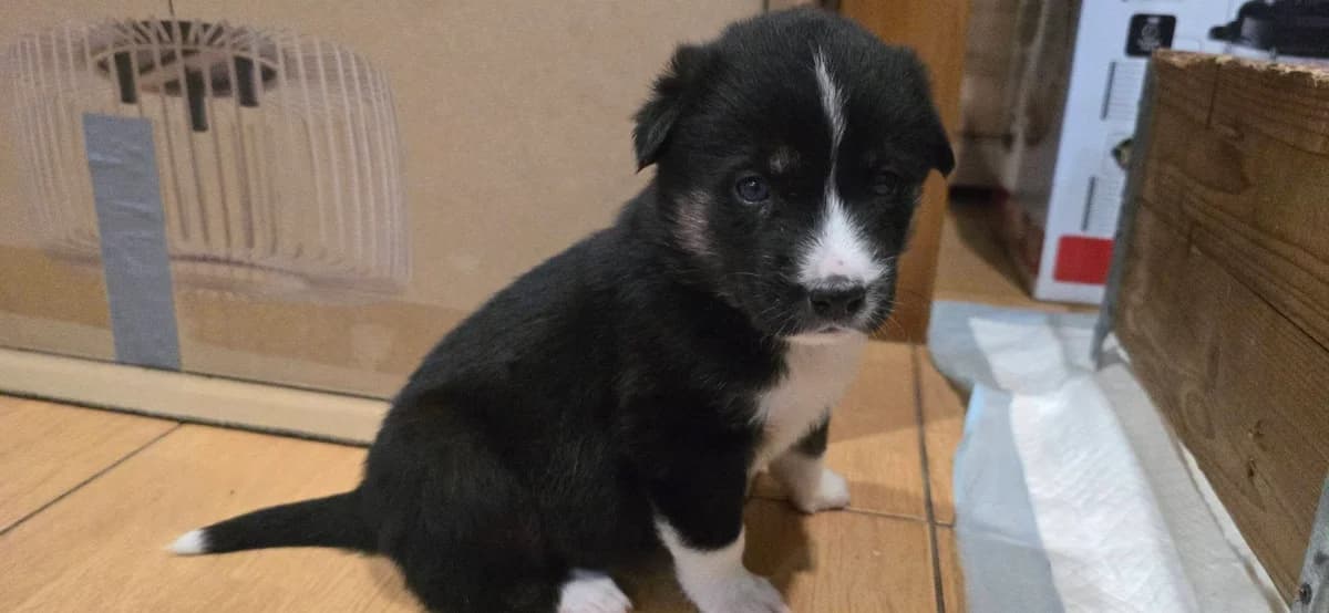 Nani, schwarz Mixed Breed for adoption at Ein Herz für Streuner e.V., München