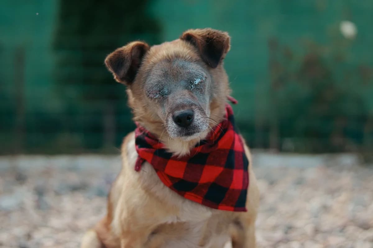 Nanna, female 6yo Mixed Breed for adoption at Ein Herz für Streuner e.V., München