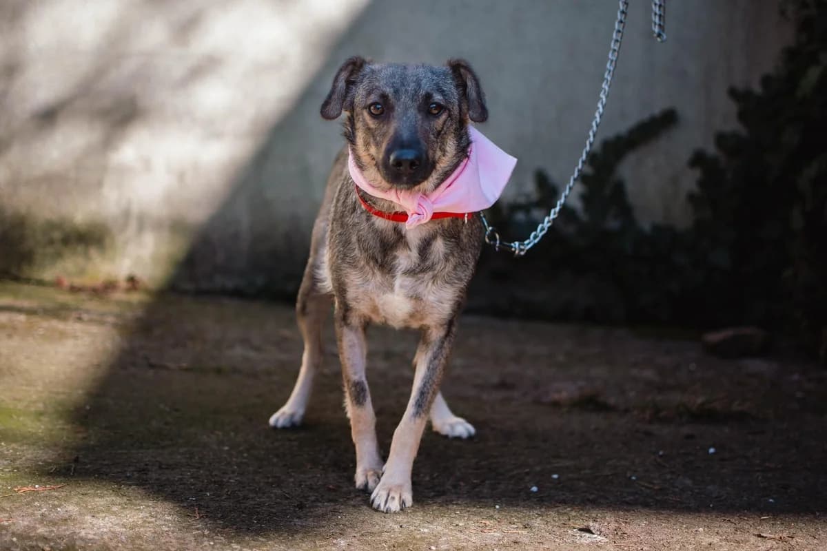 Nanni, braun female 4yo Mixed Breed for adoption at Ein Herz für Streuner e.V., München