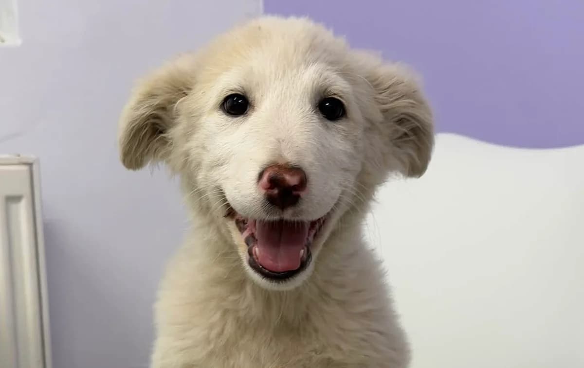 Nanni, female puppy Mixed Breed for adoption at Ein Herz für Streuner e.V., München