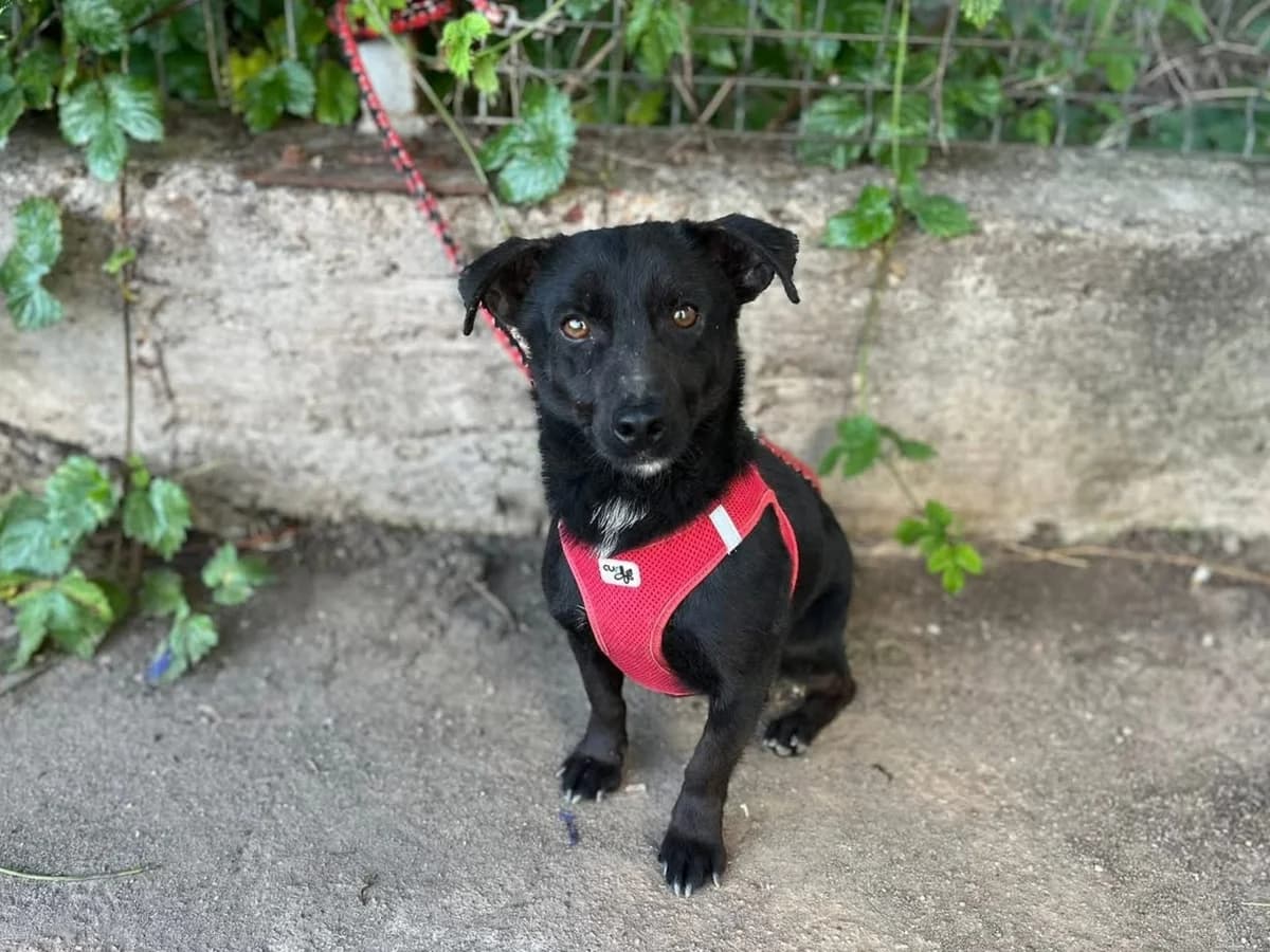 Nano, male 3yo Mixed Breed for adoption at Ein Herz für Streuner e.V., München