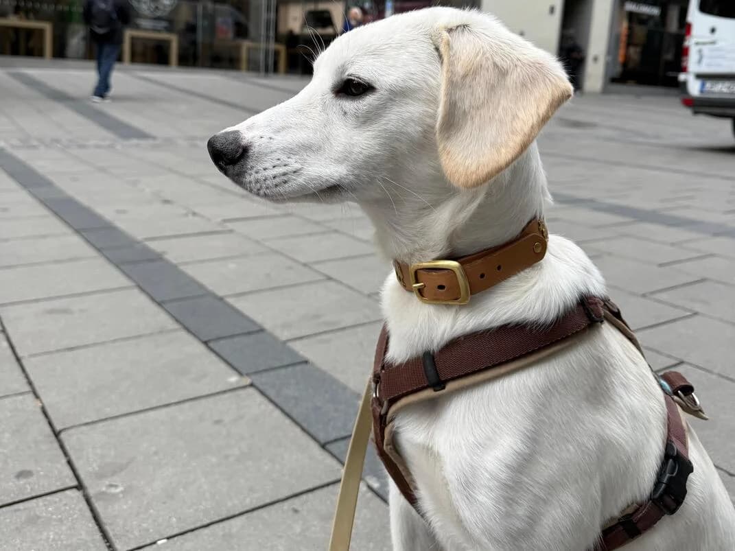 Nanook, male puppy Mixed Breed for adoption at Ein Herz für Streuner e.V., München