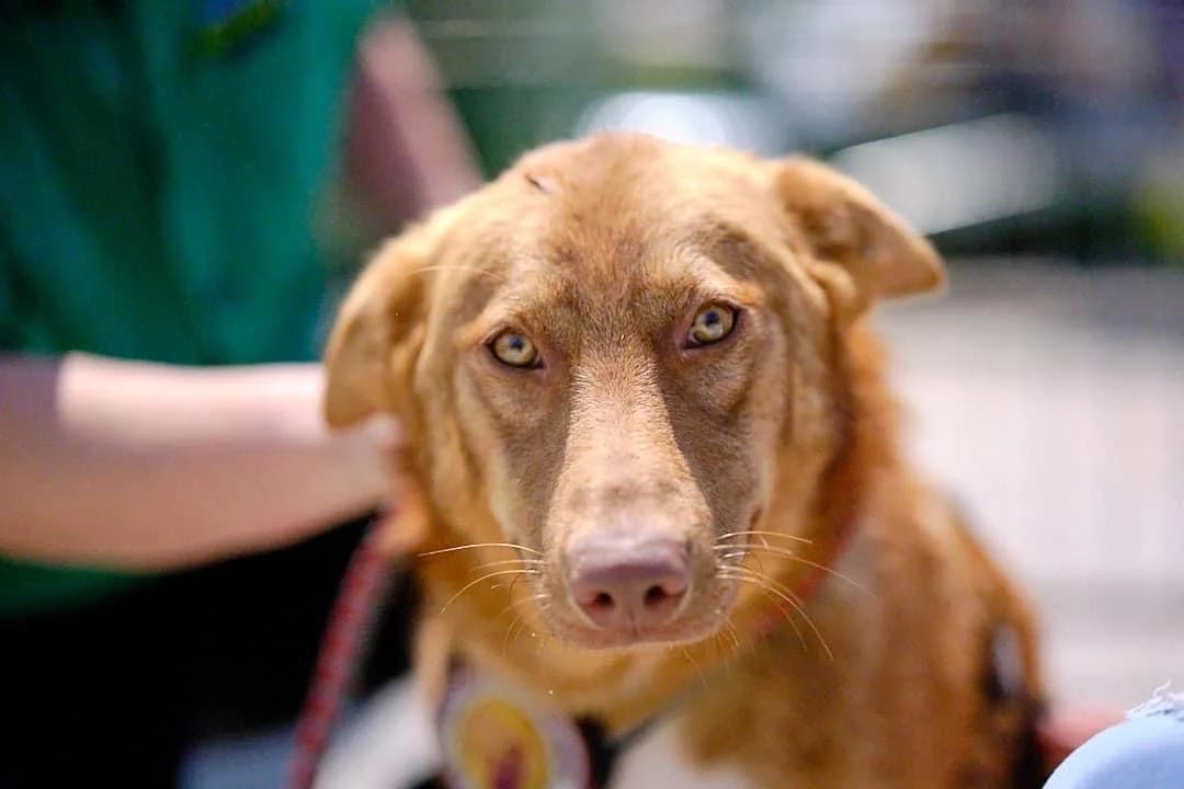 Nanook, male young Mixed Breed for adoption at Ein Herz für Streuner e.V., München