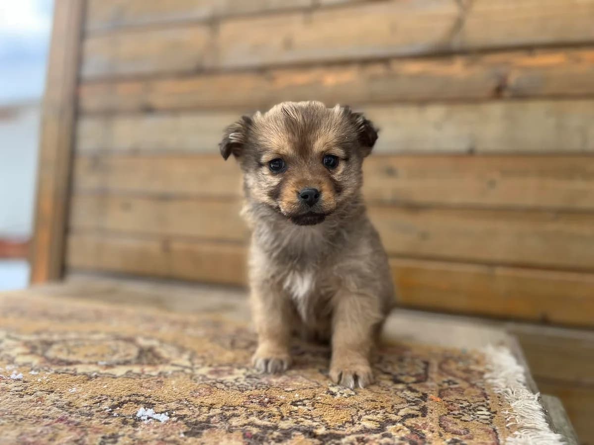 Nanouk, Mixed Breed for adoption at Ein Herz für Streuner e.V., München