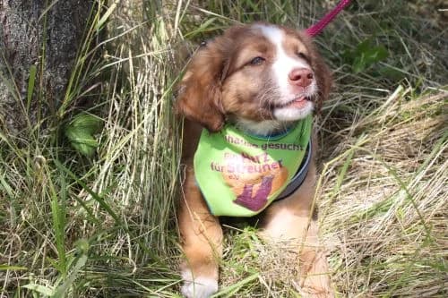 Nanuc, weiß male young Mixed Breed for adoption at Ein Herz für Streuner e.V., München