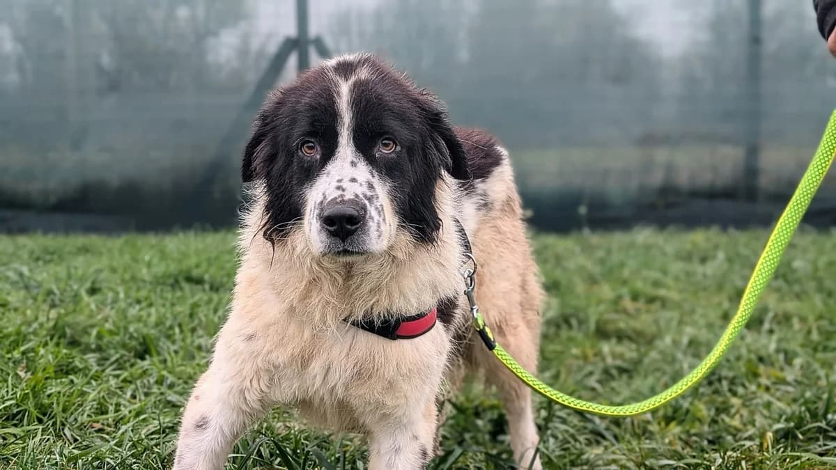 Naomi, female 5yo Mixed Breed for adoption at Ein Herz für Streuner e.V., München