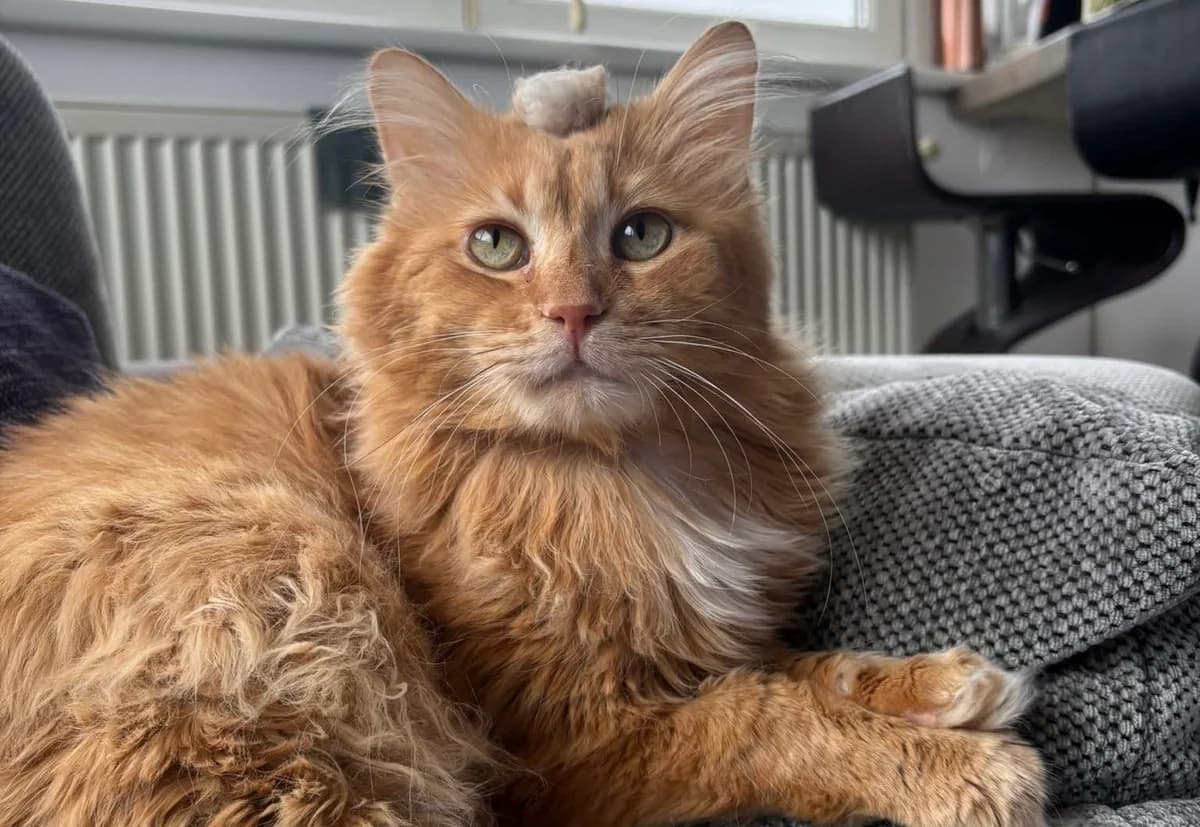Napoleon, Mixed Breed for adoption at Ein Herz für Streuner e.V., München