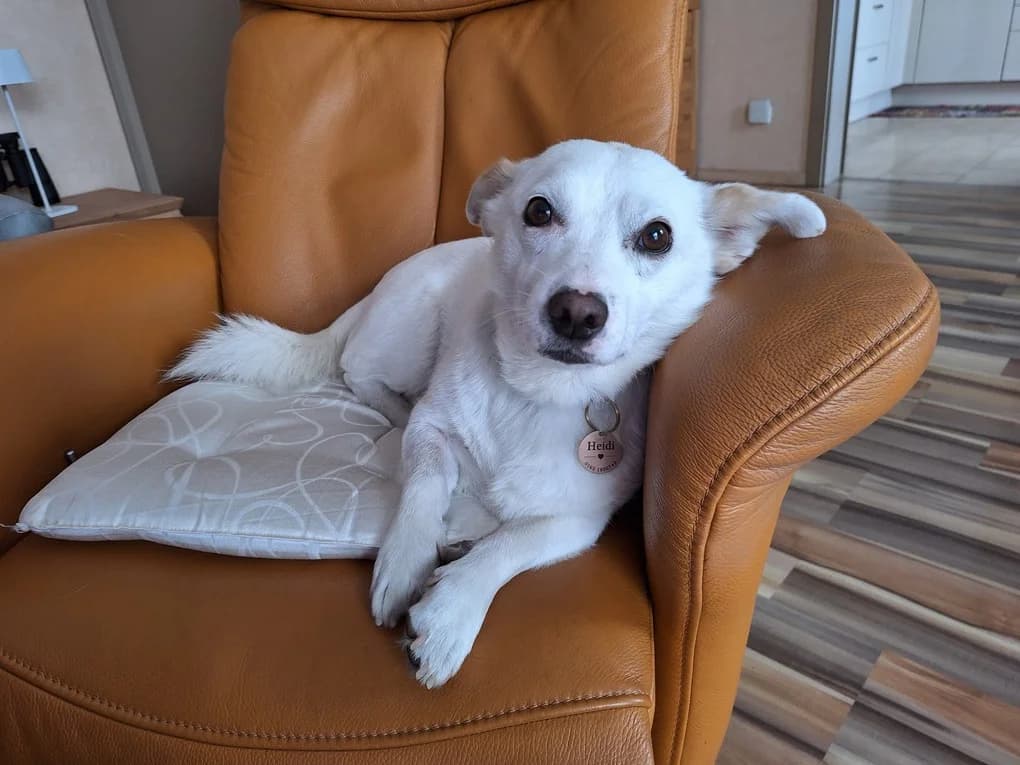 Napoleon, male 5yo Mixed Breed for adoption at Ein Herz für Streuner e.V., München