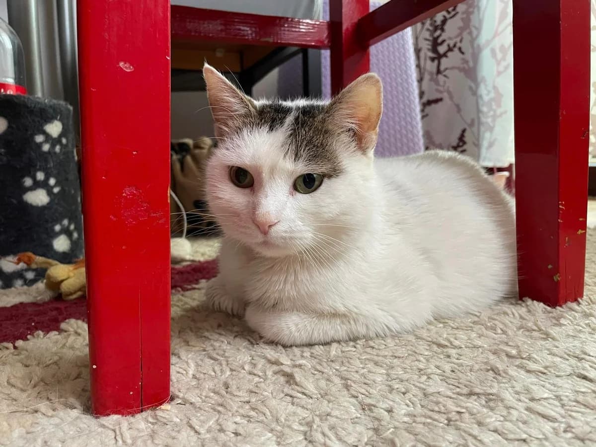 Narcissa, young Mixed Breed for adoption at Ein Herz für Streuner e.V., München