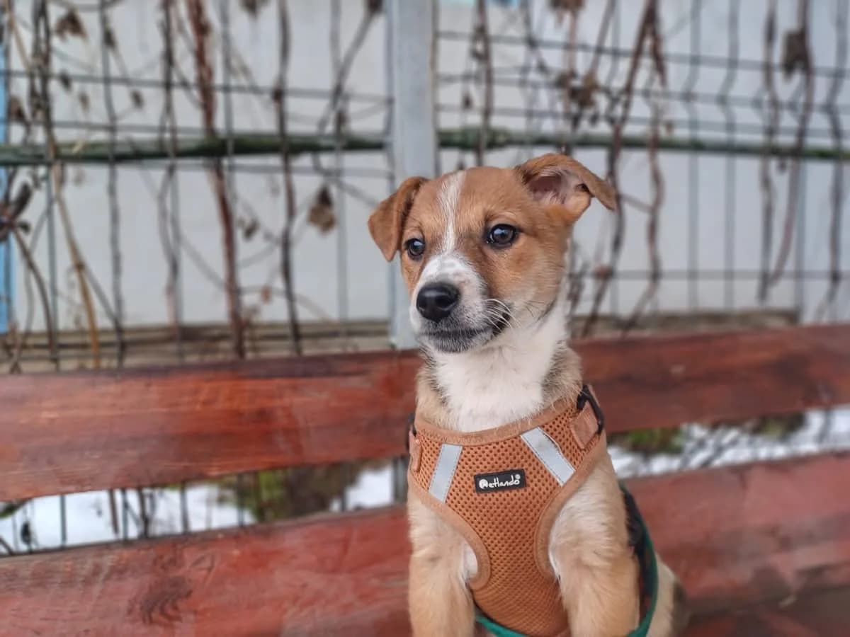 Nargiz, weiß female puppy Mixed Breed for adoption at Ein Herz für Streuner e.V., München