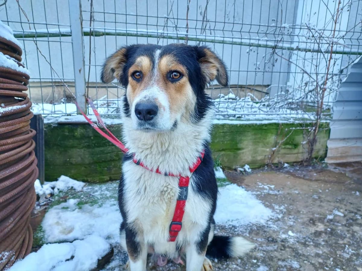Narnia, female 5yo Mixed Breed for adoption at Ein Herz für Streuner e.V., München