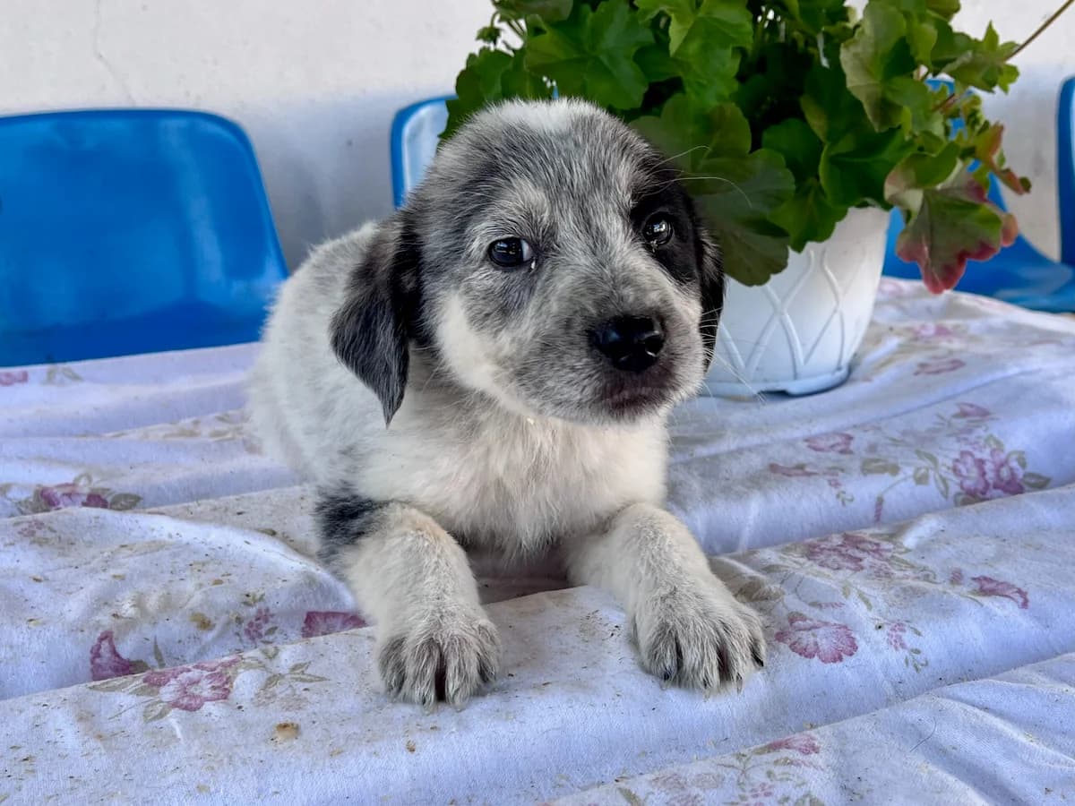 Naru, male puppy Mixed Breed for adoption at Ein Herz für Streuner e.V., München
