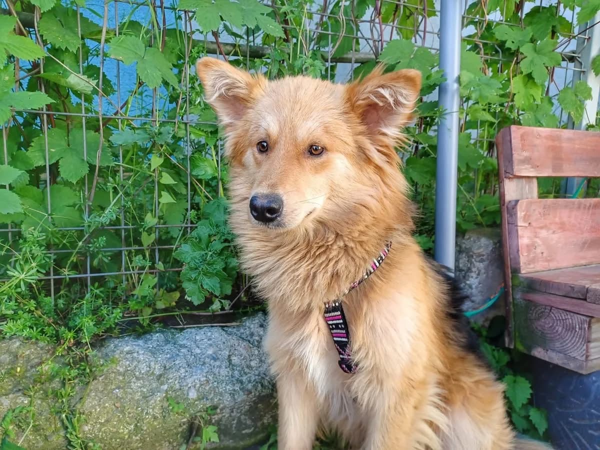 Naru, young Mixed Breed for adoption at Ein Herz für Streuner e.V., München