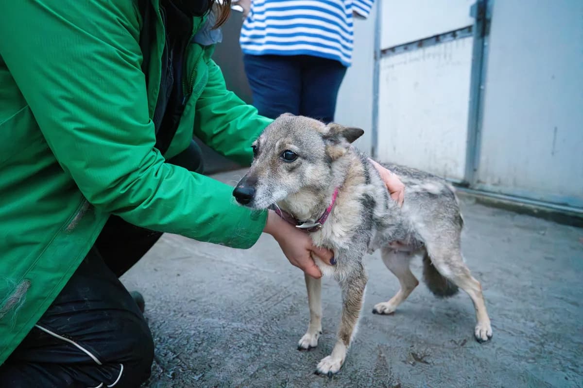 Nasia, female senior Mixed Breed for adoption at Ein Herz für Streuner e.V., München
