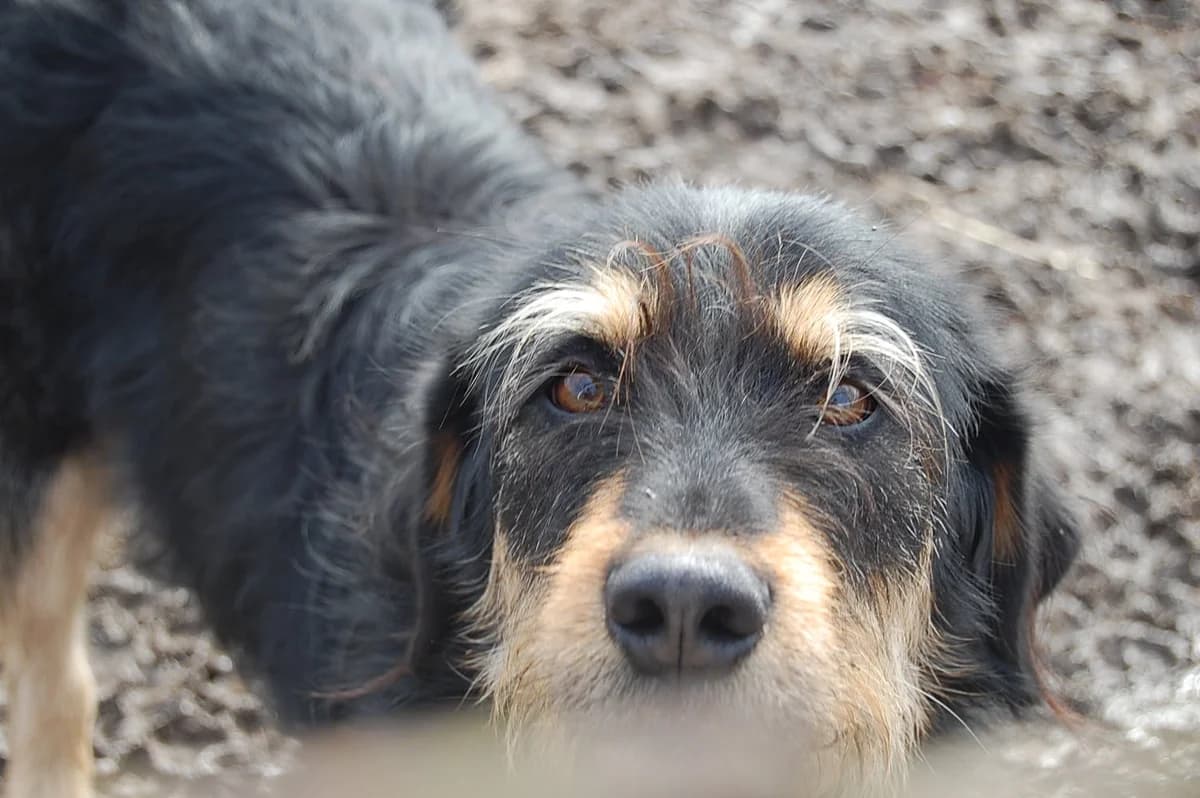 Nastasa, female 5yo Mixed Breed for adoption at Ein Herz für Streuner e.V., München