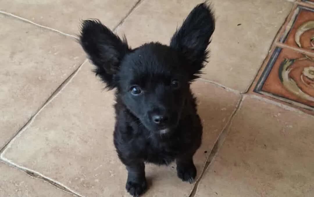 Natalie, female puppy Mixed Breed for adoption at Ein Herz für Streuner e.V., München
