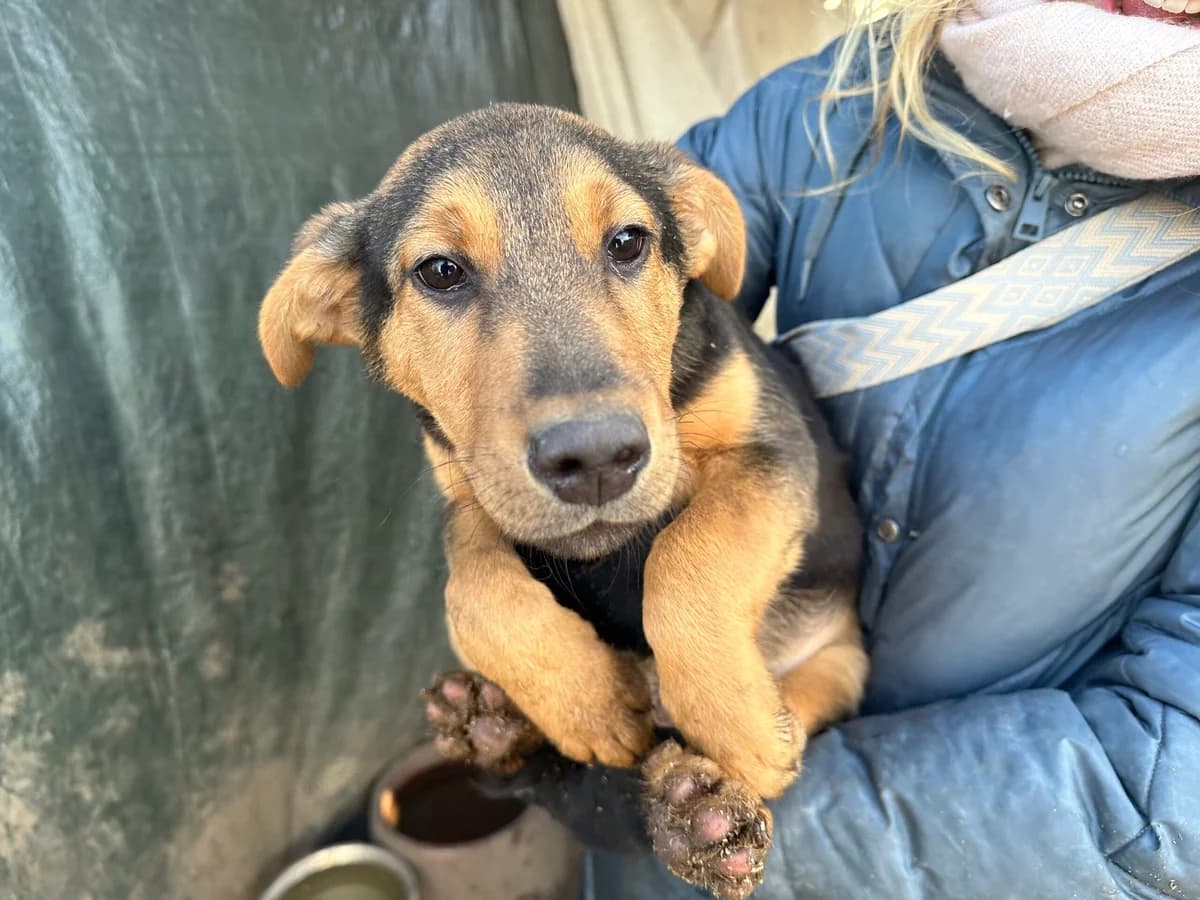 Nathan, braun male puppy Mixed Breed for adoption at Ein Herz für Streuner e.V., München