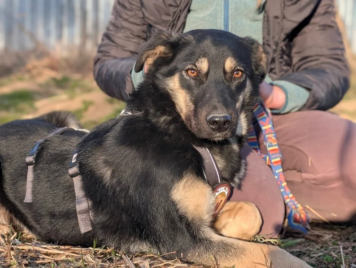 Nauca, female puppy Mixed Breed for adoption at Ein Herz für Streuner e.V., München